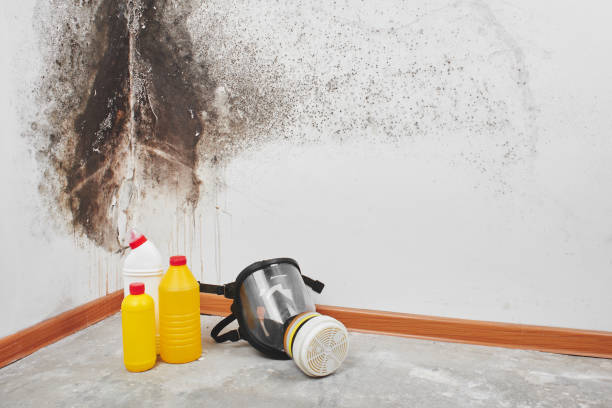 Mold Removal Process in Darnestown, MD