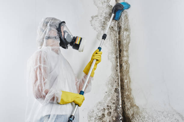 Best Black Mold Removal  in Darnestown, MD