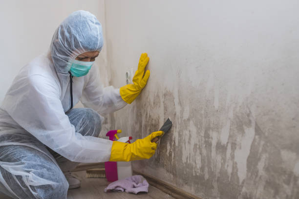 Best Local Mold Removal Service  in Darnestown, MD