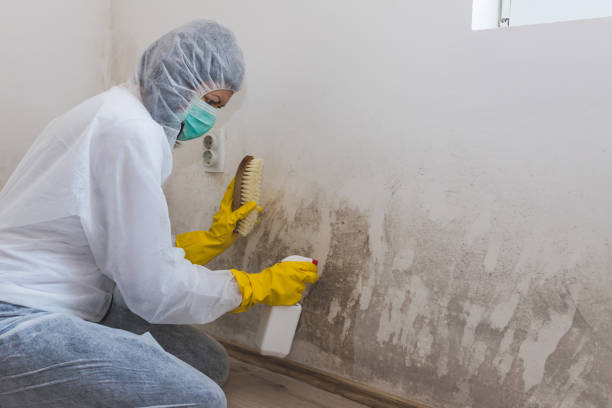 Best Mold Remediation  in Darnestown, MD