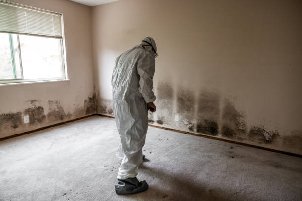 Best Home Mold Removal  in Darnestown, MD