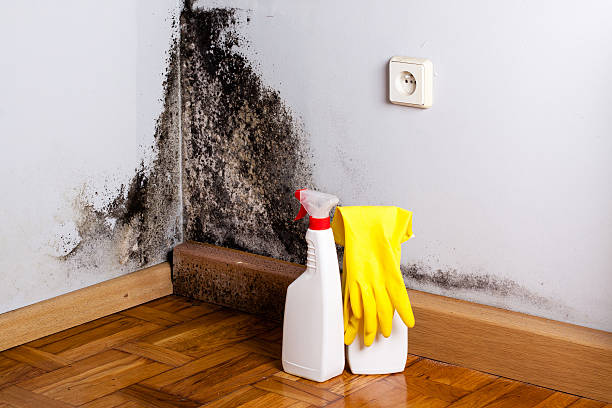 Best Emergency Mold Removal  in Darnestown, MD