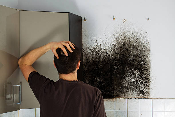 Best Mold Testing  in Darnestown, MD